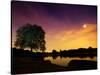 Richmond Park Tree at Night by Pen Ponds-Alex Saberi-Stretched Canvas