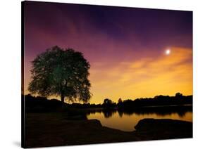 Richmond Park Tree at Night by Pen Ponds-Alex Saberi-Stretched Canvas