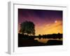 Richmond Park Tree at Night by Pen Ponds-Alex Saberi-Framed Premium Photographic Print