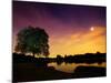 Richmond Park Tree at Night by Pen Ponds-Alex Saberi-Mounted Photographic Print