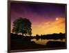 Richmond Park Tree at Night by Pen Ponds-Alex Saberi-Framed Photographic Print