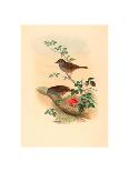 Excalftoria Minima (Blue-Breasted Quail), Colored Lithograph-Richter & Gould-Stretched Canvas
