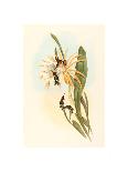 Eugenia Imperatrix (Empress Hummingbird)-Richter & Gould-Giclee Print