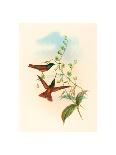 Clytolaema Aurescens (Banded Ruby or Gould's Ruby), Colored Lithograph-Richter & Gould-Giclee Print