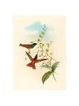 Eugenia Imperatrix (Empress Hummingbird)-Richter & Gould-Giclee Print