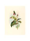 Tharmastura Enicura (Slender Shear-Tail), Hand Colored Lithograph-Richter & Gould-Giclee Print