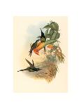 Excalftoria Minima (Blue-Breasted Quail), Colored Lithograph-Richter & Gould-Mounted Giclee Print