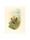 Excalftoria Minima (Blue-Breasted Quail), Colored Lithograph-Richter & Gould-Mounted Giclee Print