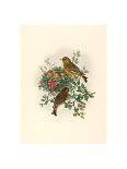 Excalftoria Minima (Blue-Breasted Quail), Colored Lithograph-Richter & Gould-Giclee Print