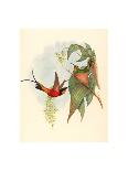 Eugenia Imperatrix (Empress Hummingbird)-Richter & Gould-Giclee Print