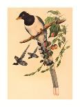 Excalftoria Minima (Blue-Breasted Quail), Colored Lithograph-Richter & Gould-Laminated Giclee Print