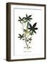 Ricinus Communis, Flora Graeca-Ferdinand Bauer-Framed Giclee Print