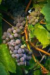 Pinot Gris Grapes, Keizer, Oregon, USA-Rick A Brown-Photographic Print