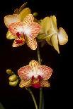 USA, Oregon, Keizer, Hybrid Orchid-Rick A Brown-Framed Photographic Print