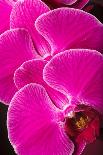 Usa, Oregon, Keizer Schreiner's Iris Garden, pansy.-Rick A Brown-Photographic Print