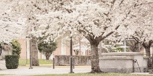 USA, Oregon, Salem, Snowing cherry blossoms.-Rick A. Brown-Photographic Print