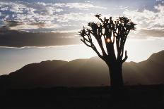 Namibia, Damaraland, View of Lone Quiver Tree, Against Sunrise-Rick Daley-Photographic Print