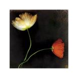 Red Tulip I-Rick Filler-Stretched Canvas