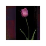 Species Tulips-Rick Filler-Framed Giclee Print