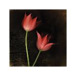 Red Tulip II-Rick Filler-Giclee Print