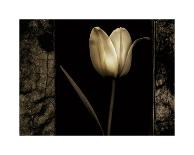 White Tulipa I-Rick Filler-Giclee Print