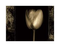 Red Tulip II-Rick Filler-Giclee Print