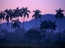 Palm Trees at Yumuri Valley at Sunset, Matanzas, Cuba-Rick Gerharter-Stretched Canvas