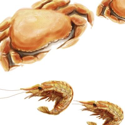 Illustrated Crab