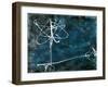 Ricochet-Kari Taylor-Framed Giclee Print