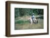 Rider at Bishop's Lodge in Santa Fe, New Mexico, USA-null-Framed Art Print