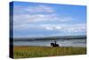 Rider in the Braderup heathland, Wenningstedt, Sylt, Schleswig Holstein, Germany-null-Stretched Canvas