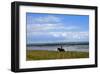 Rider in the Braderup heathland, Wenningstedt, Sylt, Schleswig Holstein, Germany-null-Framed Art Print