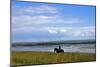 Rider in the Braderup heathland, Wenningstedt, Sylt, Schleswig Holstein, Germany-null-Mounted Art Print