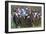 Riders and Racehorses Galloping around Racecourse-null-Framed Photographic Print