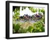 Riders are Seen Through Vineyards as the Pack Pedals Outside Beziers-null-Framed Photographic Print