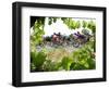 Riders are Seen Through Vineyards as the Pack Pedals Outside Beziers-null-Framed Photographic Print