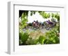 Riders are Seen Through Vineyards as the Pack Pedals Outside Beziers-null-Framed Photographic Print