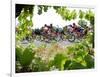 Riders are Seen Through Vineyards as the Pack Pedals Outside Beziers-null-Framed Photographic Print