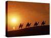 Riders Silhouetted on Camels at Sunset, Giza, Cairo, Egypt, North Africa, Africa-Nigel Francis-Stretched Canvas