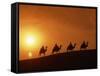 Riders Silhouetted on Camels at Sunset, Giza, Cairo, Egypt, North Africa, Africa-Nigel Francis-Framed Stretched Canvas