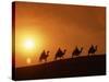 Riders Silhouetted on Camels at Sunset, Giza, Cairo, Egypt, North Africa, Africa-Nigel Francis-Stretched Canvas