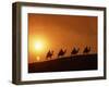 Riders Silhouetted on Camels at Sunset, Giza, Cairo, Egypt, North Africa, Africa-Nigel Francis-Framed Photographic Print