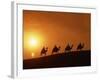 Riders Silhouetted on Camels at Sunset, Giza, Cairo, Egypt, North Africa, Africa-Nigel Francis-Framed Photographic Print