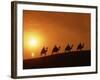 Riders Silhouetted on Camels at Sunset, Giza, Cairo, Egypt, North Africa, Africa-Nigel Francis-Framed Photographic Print