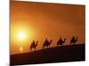 Riders Silhouetted on Camels at Sunset, Giza, Cairo, Egypt, North Africa, Africa-Nigel Francis-Mounted Photographic Print