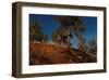 Ridge Runner-Steve Hunziker-Framed Art Print