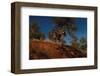 Ridge Runner-Steve Hunziker-Framed Art Print