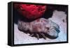 Ridged Slipper Lobster-Hal Beral-Framed Stretched Canvas