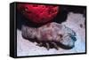 Ridged Slipper Lobster-Hal Beral-Framed Stretched Canvas