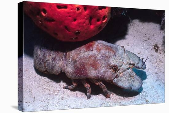 Ridged Slipper Lobster-Hal Beral-Stretched Canvas